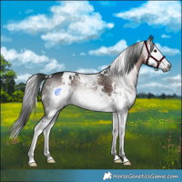 Horse Color:Gray White Spotted Brown Splash 