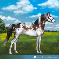 Horse Color:Gray White Spotted Brown Splash