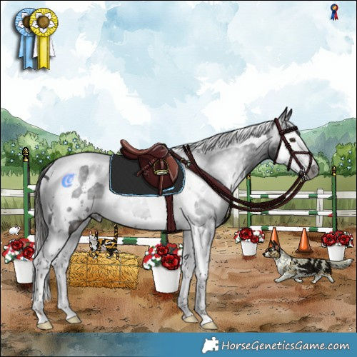 Horse Color:Gray White Spotted Liver Chestnut Splash Tobiano 