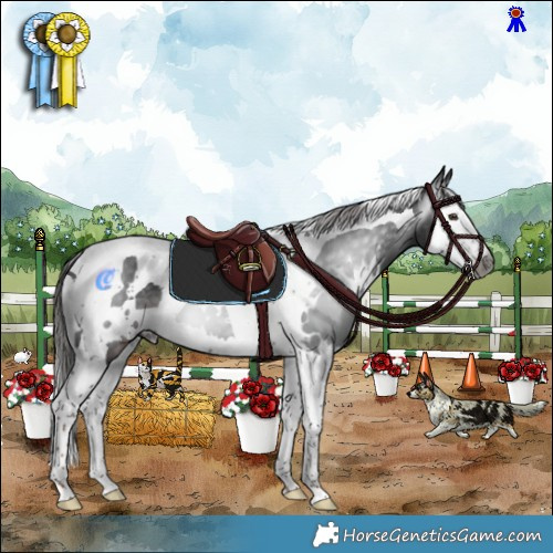 Horse Color:Gray White Spotted Liver Chestnut Splash Tobiano
