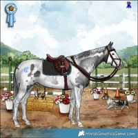 Horse Color:Gray White Spotted Liver Chestnut Splash Tobiano 