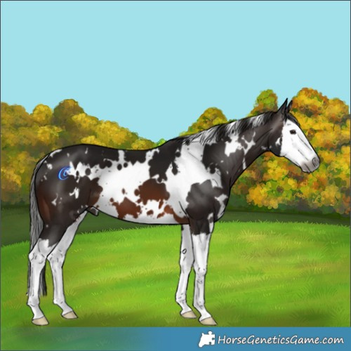 Horse Color:Gray White Spotted Brown Splash 