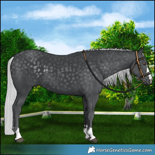 Horse Color:Silver Black Chinchilla 