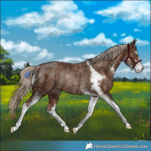 Horse Color:Gold Champagne Ice Sabino Rabicano 