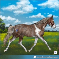 Horse Color:Gold Champagne Ice Sabino Rabicano 