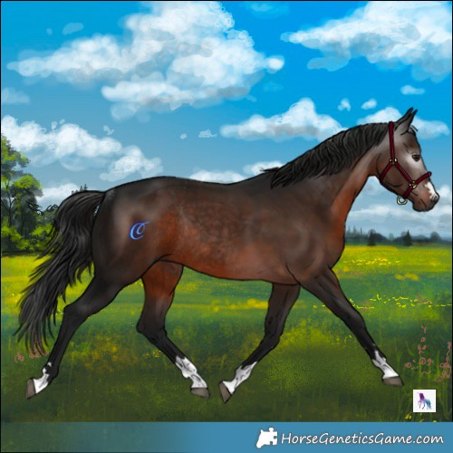 Horse Color:Gray Brown Rabicano 