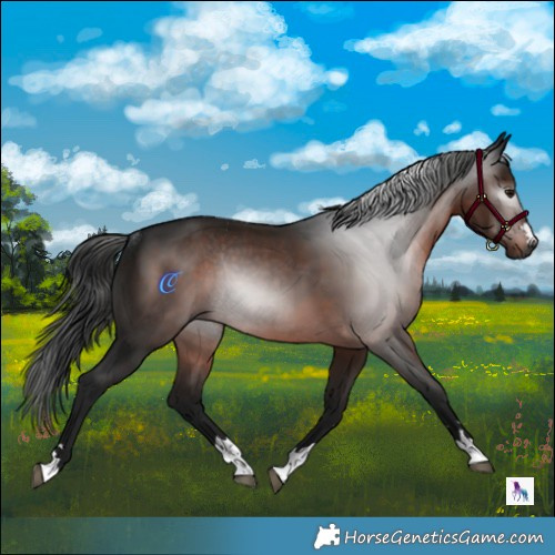 Horse Color:Gray Brown Rabicano 