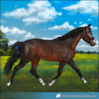 Horse Color:Gray Brown Rabicano 