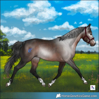 Horse Color:Gray Brown Rabicano 