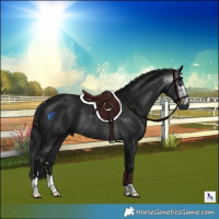 Horse Color:Gray Brown Rabicano 