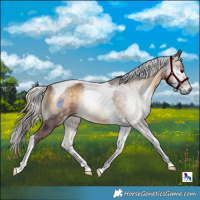 Horse Color:Gray Chocolate Silver Buckskin Onyx Tobiano 