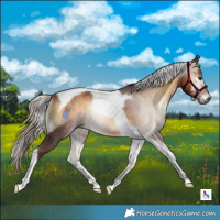 Horse Color:Gray Chocolate Silver Buckskin Onyx Tobiano 