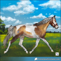 Horse Color:Gray Chocolate Silver Buckskin Onyx Tobiano 
