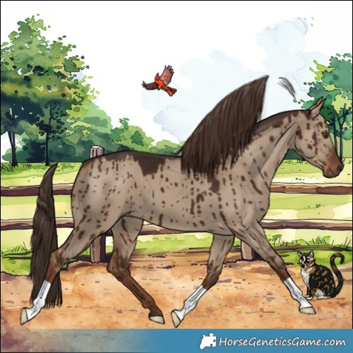 Horse Color:Liver Red Dun Brindle 