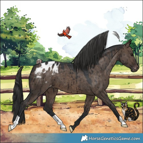 Horse Color:Brown Dun Varnish Brindle 