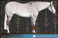 Horse Color:White Spotted Chocolate Silver Bay Chinchilla Dun