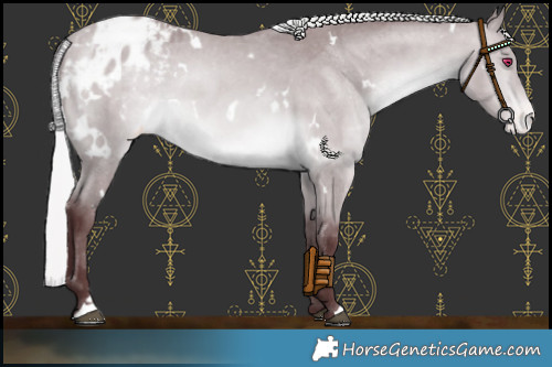 Horse Color:White Spotted Chocolate Silver Bay Chinchilla Appaloosa 