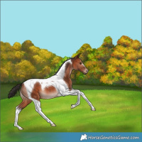 Horse Color:Bay Tobiano 