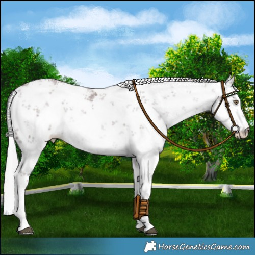Horse Color:White Spotted Chocolate Silver Black Chinchilla Sabino 