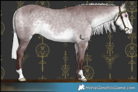 Horse Color:Chocolate Silver Buckskin Chinchilla Varnish 