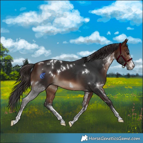 Horse Color:White Spotted Brown 