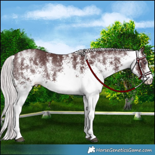 Horse Color:White Spotted Chocolate Silver Smoky Black Chinchilla 