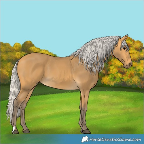 Horse Color:Silver Buckskin 