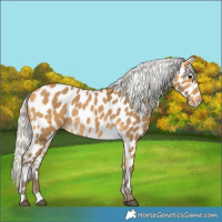 Horse Color:Silver Buckskin Leopard 