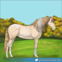 Horse Color:Buckskin Pearl Tobiano 