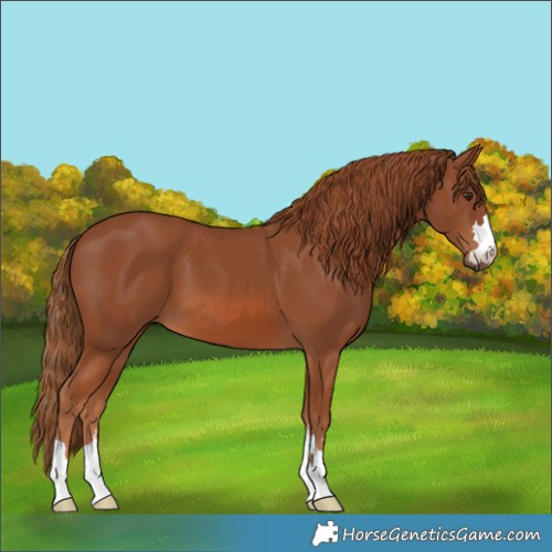 Horse Color:Chestnut 