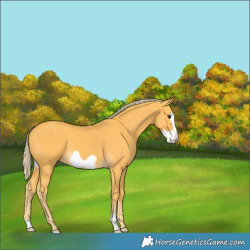 Horse Color:Unknown 