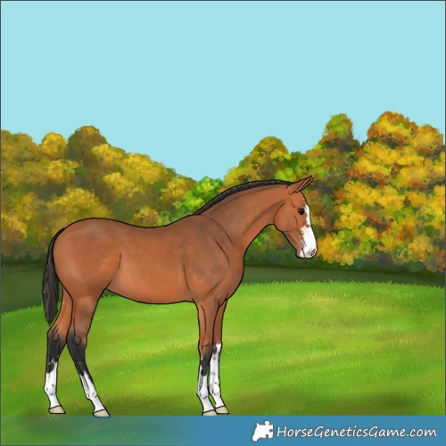 Horse Color:Unknown 