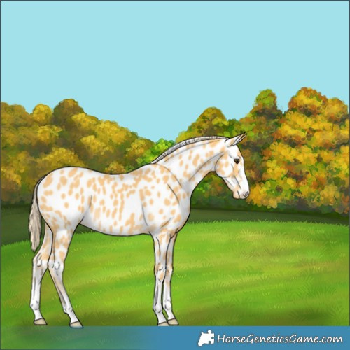 Horse Color:Unknown 