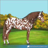 Horse Color:Chestnut Near Leopard 