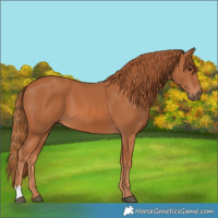 Horse Color:Chestnut 