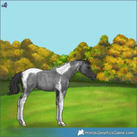 Horse Color:Blue Roan Tobiano