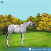 Horse Color:Blue Roan Tobiano