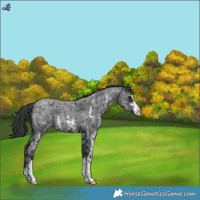 Horse Color:Blue Roan Sabino
