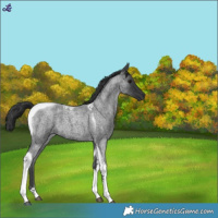 Horse Color:Blue Roan Tobiano