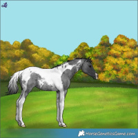 Horse Color:Blue Roan Tobiano Rabicano 