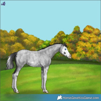 Horse Color:Blue Roan Splash