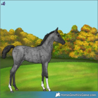 Horse Color:Blue Roan Tobiano