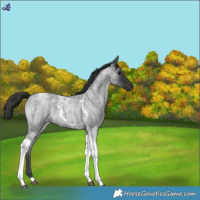 Horse Color:Blue Roan Tobiano