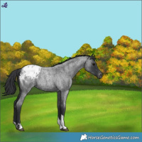 Horse Color:Blue Roan Tobiano Blanket