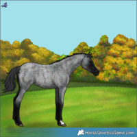 Horse Color:Midnight Blue Roan Rabicano 