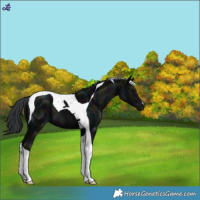 Horse Color:Midnight Black Tobiano