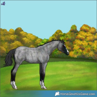 Horse Color:Midnight Blue Roan Rabicano