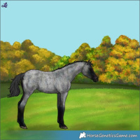 Horse Color:Midnight Blue Roan Varnish Rabicano 