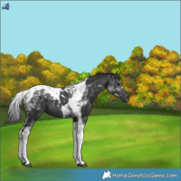 Horse Color:Black Tobiano 