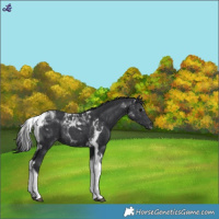 Horse Color:Black Tobiano 